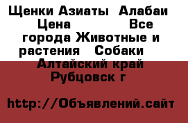 Щенки Азиаты (Алабаи) › Цена ­ 20 000 - Все города Животные и растения » Собаки   . Алтайский край,Рубцовск г.